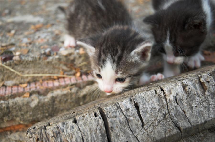 DSC_6919-01 (Custom).jpg